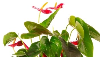 משלוחי עציצים - הזמן עכשיו